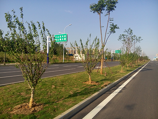 合肥市珠江路(徽州大道～環湖北路)建設工程項目 竣工環境保護驗收